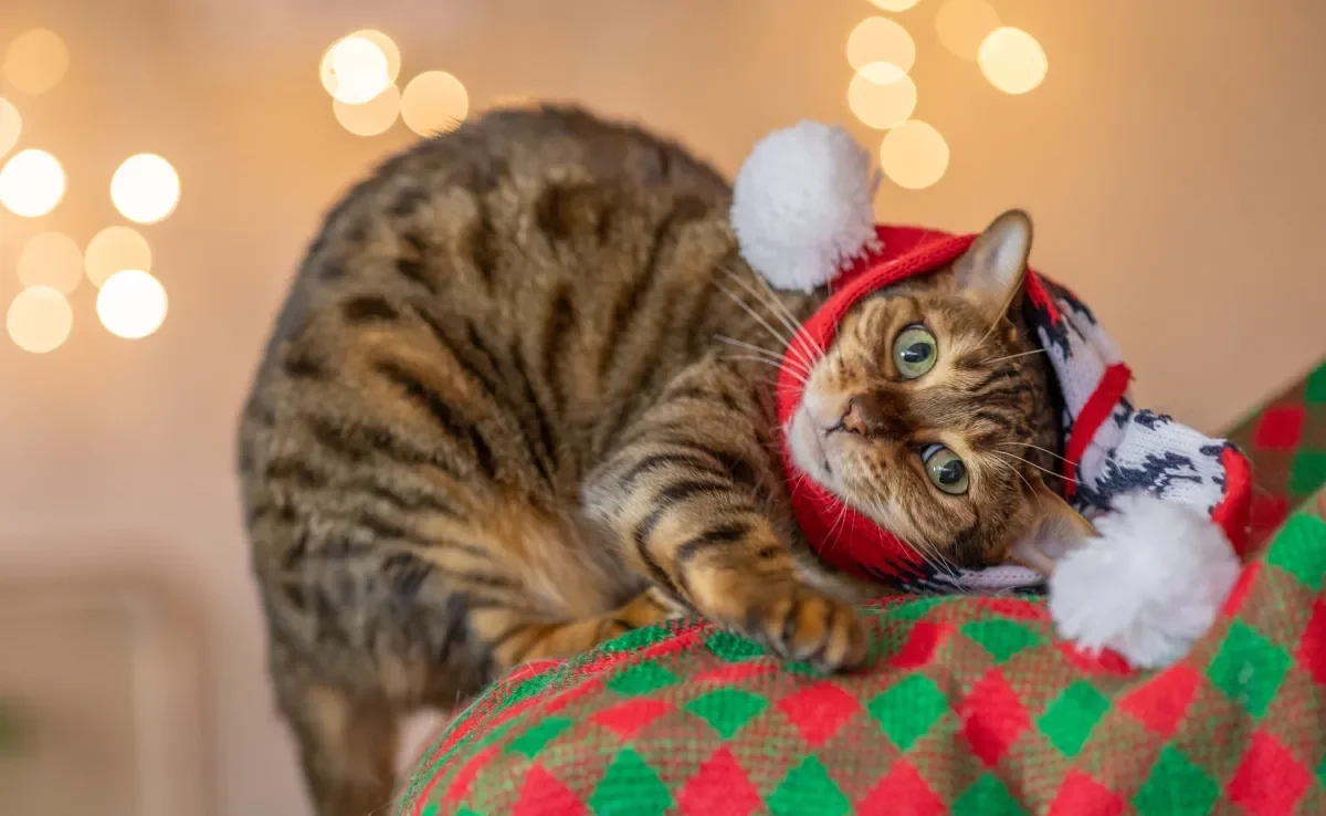 Aproveitar o momento com gatos no Natal pode ser super divertido!