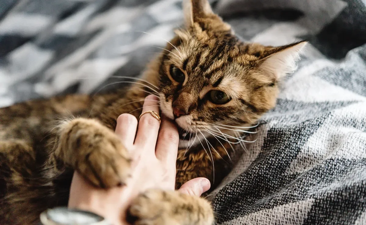 A mordida de gato não é tão forte quanto a dos cachorros