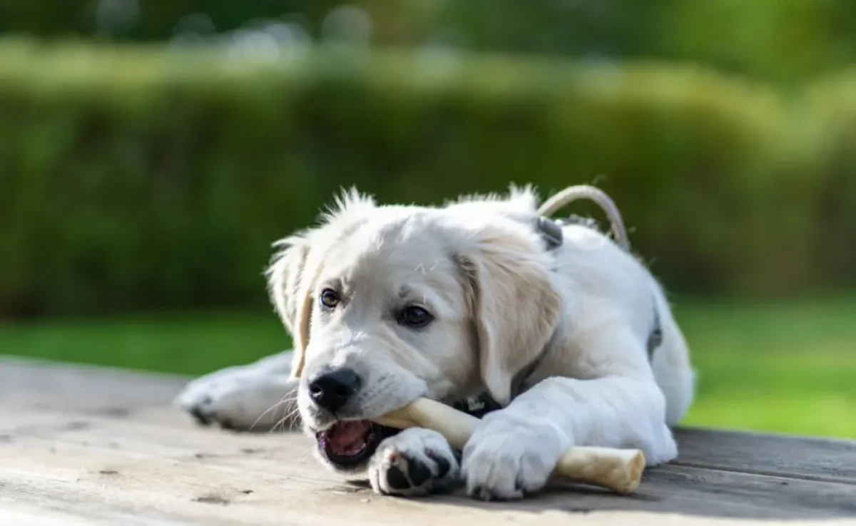 Dar um osso para cachorro pode ser muito perigoso se o tutor não tomar cuidado