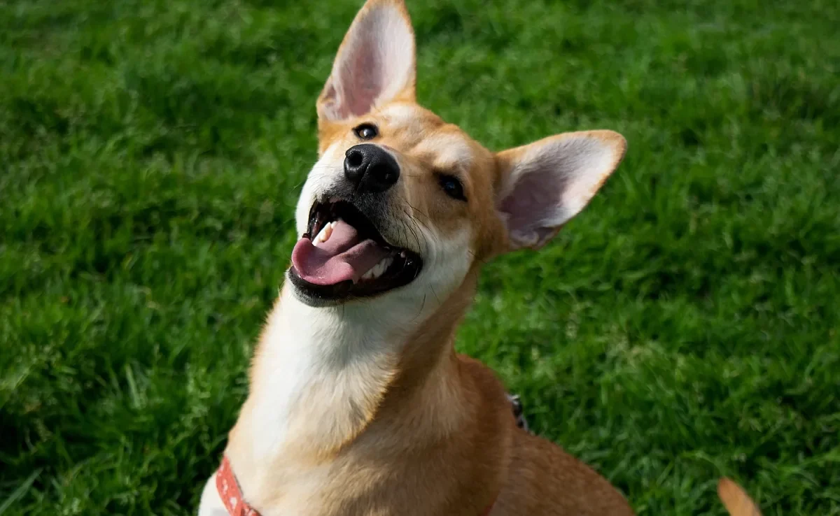 A expectativa de vida do cachorro pode ser beneficiada com um hábito importante