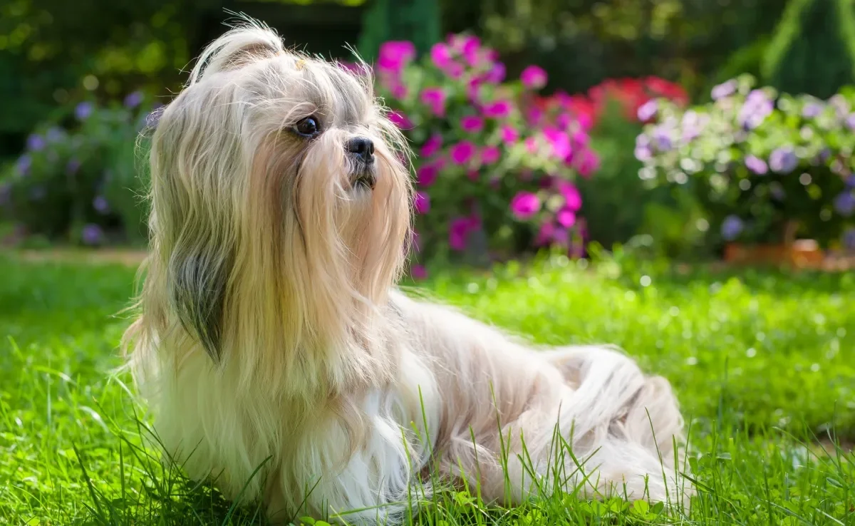 O pelo de cachorro precisa de cuidados para ficar bonito e saudável 