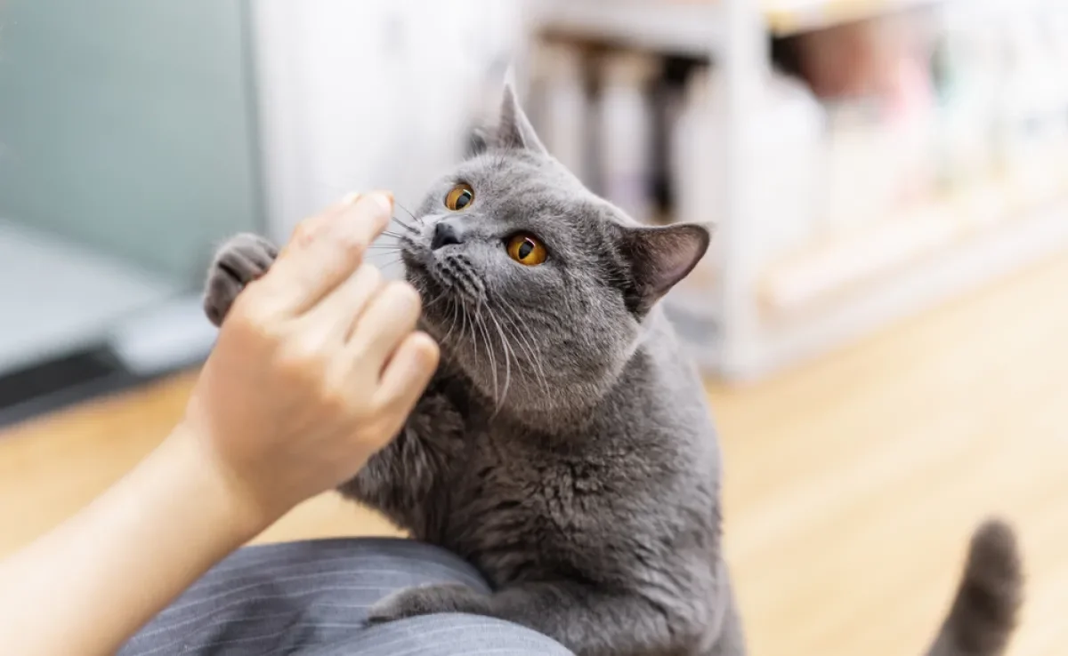 Os petiscos para gatos são grandes aliados de diversos momentos