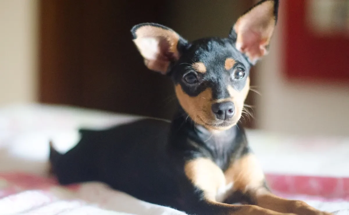 O Pinscher é um cachorro que pode variar em tamanho