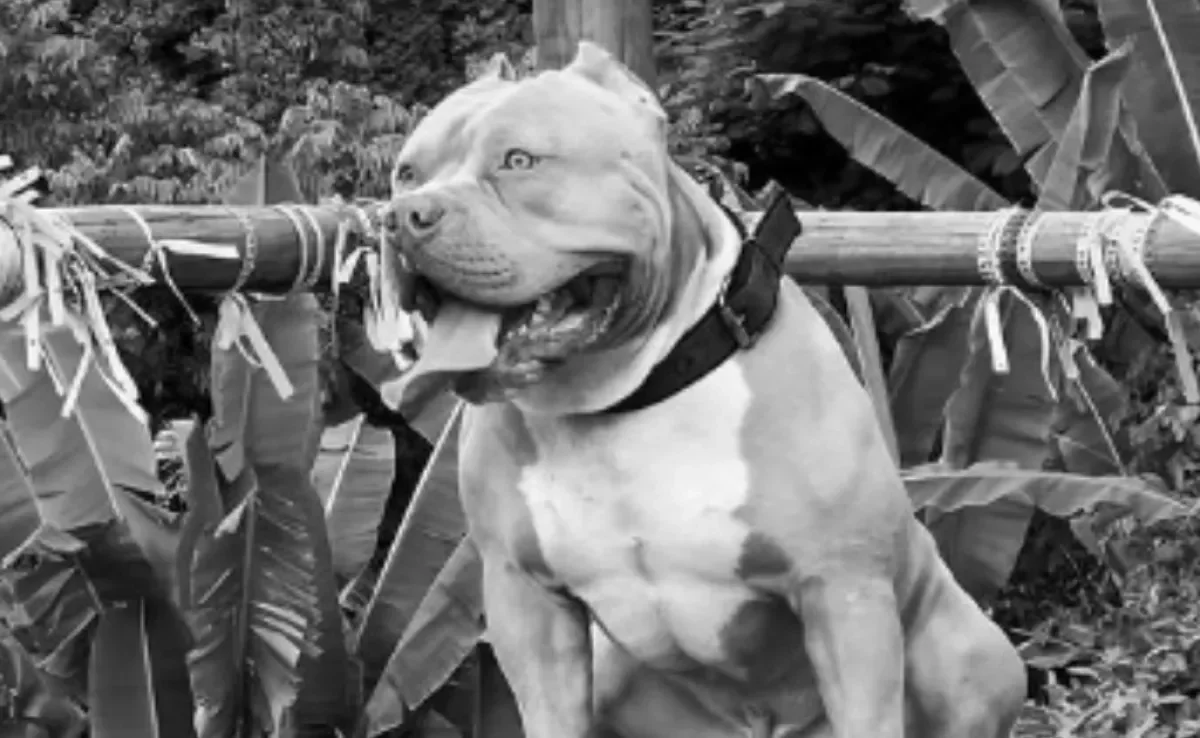 O Pitbull Ragnar era um pet influencer muito carismático e carinhoso nas redes sociais