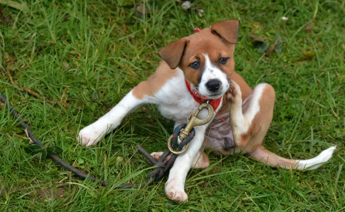 A pulga de cachorro causa extrema coceira no cão