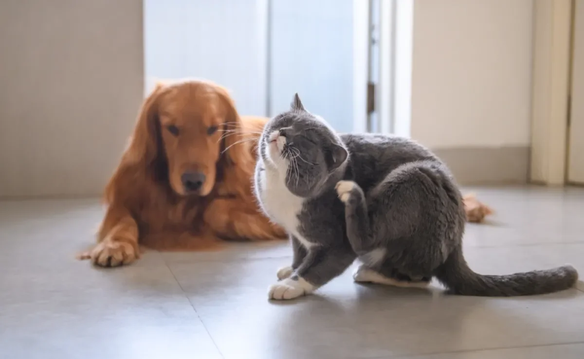 Dedetização de pulgas e carrapatos é essencial para casas com cães e gatos