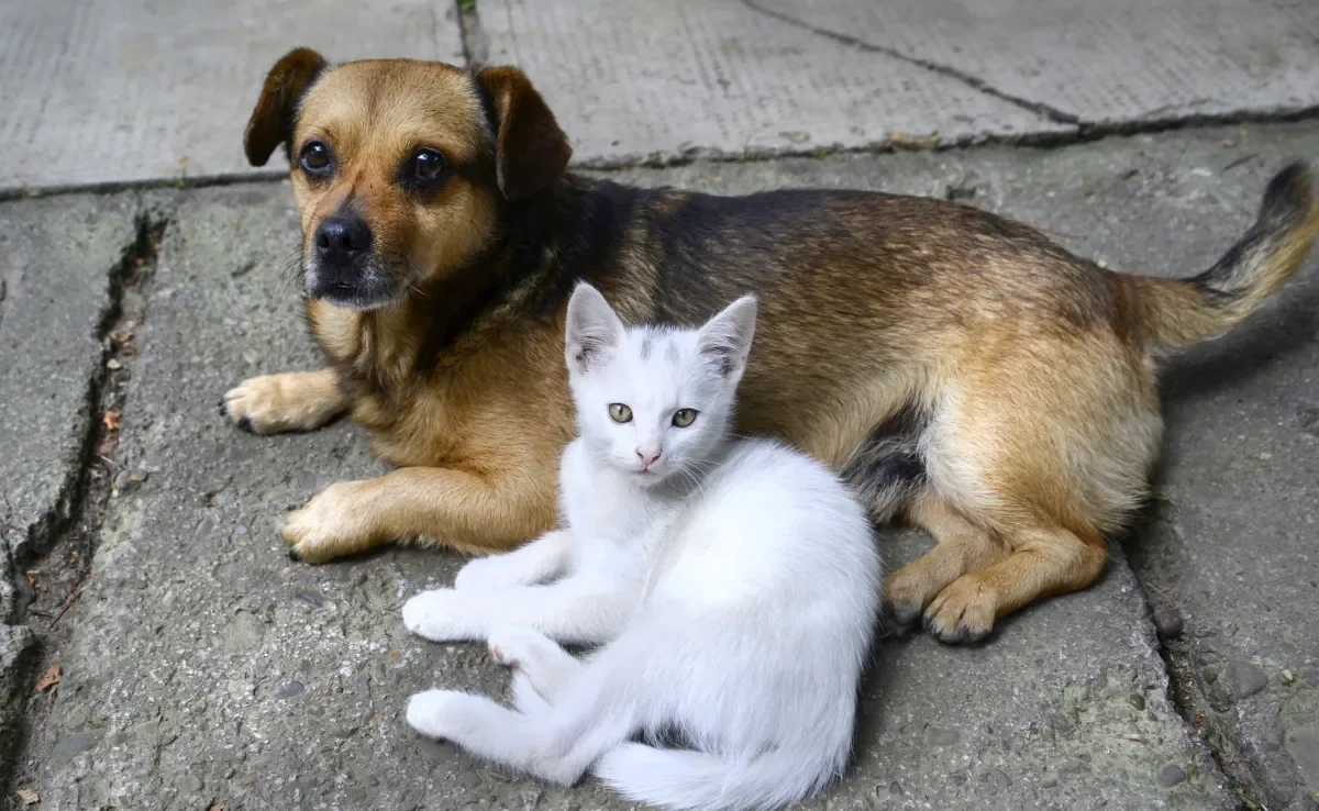 Descubra quanto tempo vive um gato e cachorro