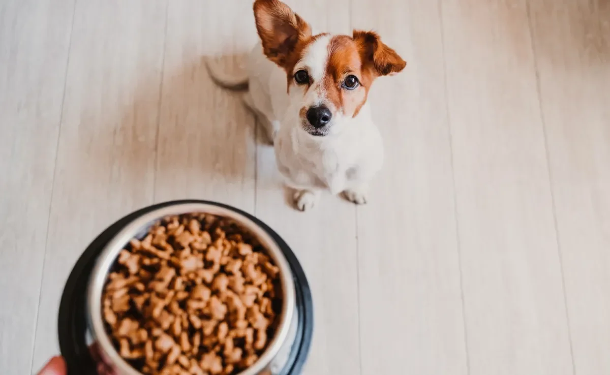 A ração de cachorro é um alimento completo nutricionalmente