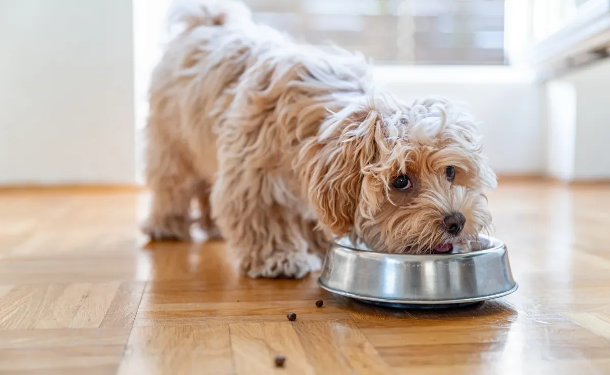 A ração para cachorro é formulada para atender as necessidades nutricionais dos cães