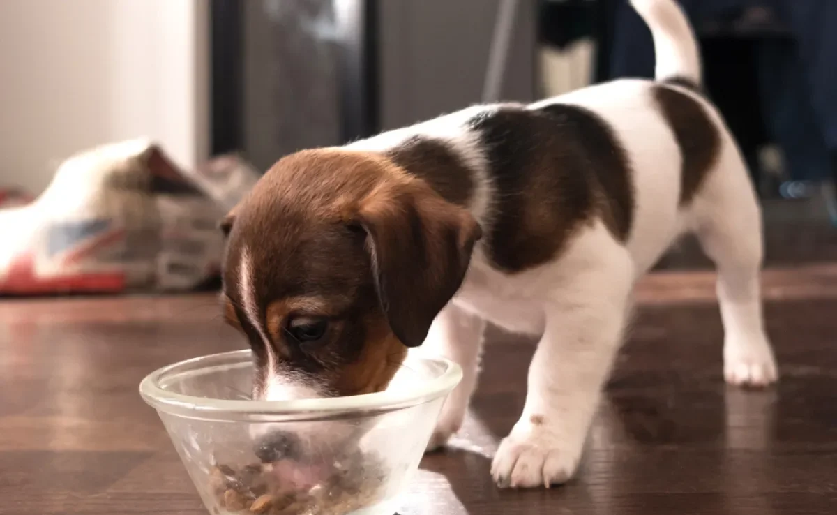 A ração para cachorro filhote contém todos os nutrientes que o pet precisa para se manter saudável 