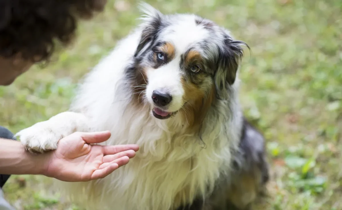 Algumas raças de cachorro se destacam no quesito inteligência