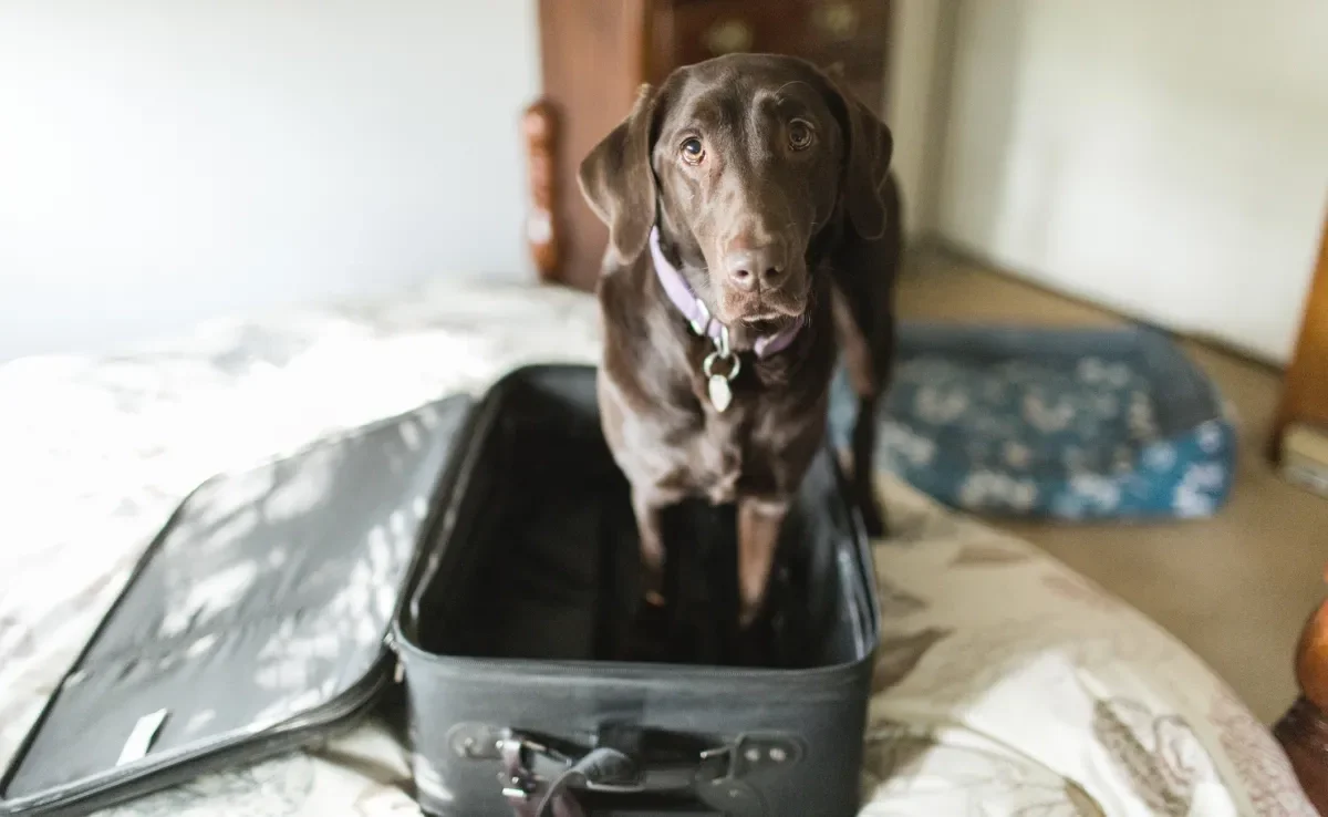 Viajar com cachorro é uma experiência incrível