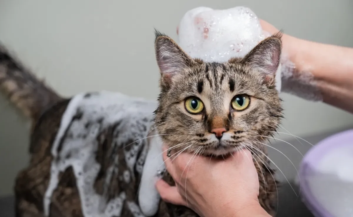 Banho em gato no calor: entenda se medida faz bem ou mal para o animal!