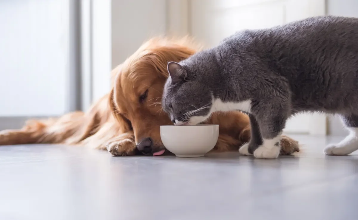 O câncer em cachorro e gato é uma doença muito comum, mas perigosa 