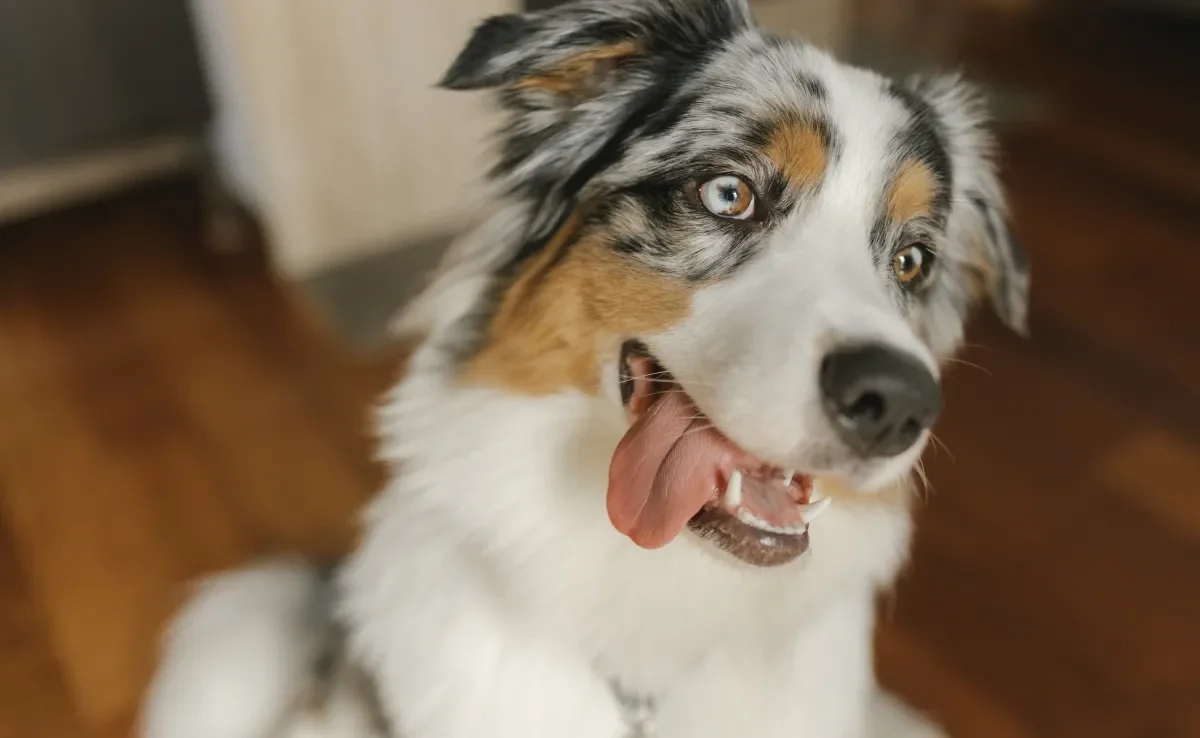 O cachorro ansioso pode desenvolver problemas de saúde