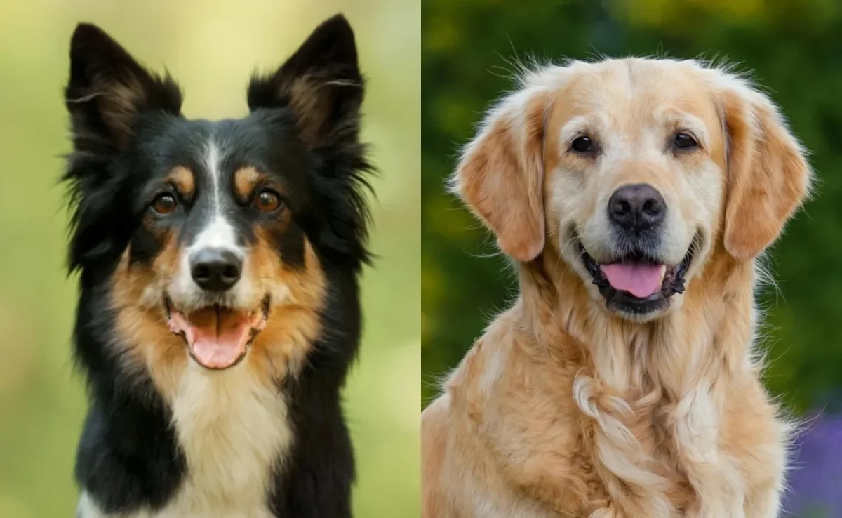 Border Collie e Golden Retriever são dois dos cachorros mais inteligentes, mas segundo lugar é ocupado por outro cão popular