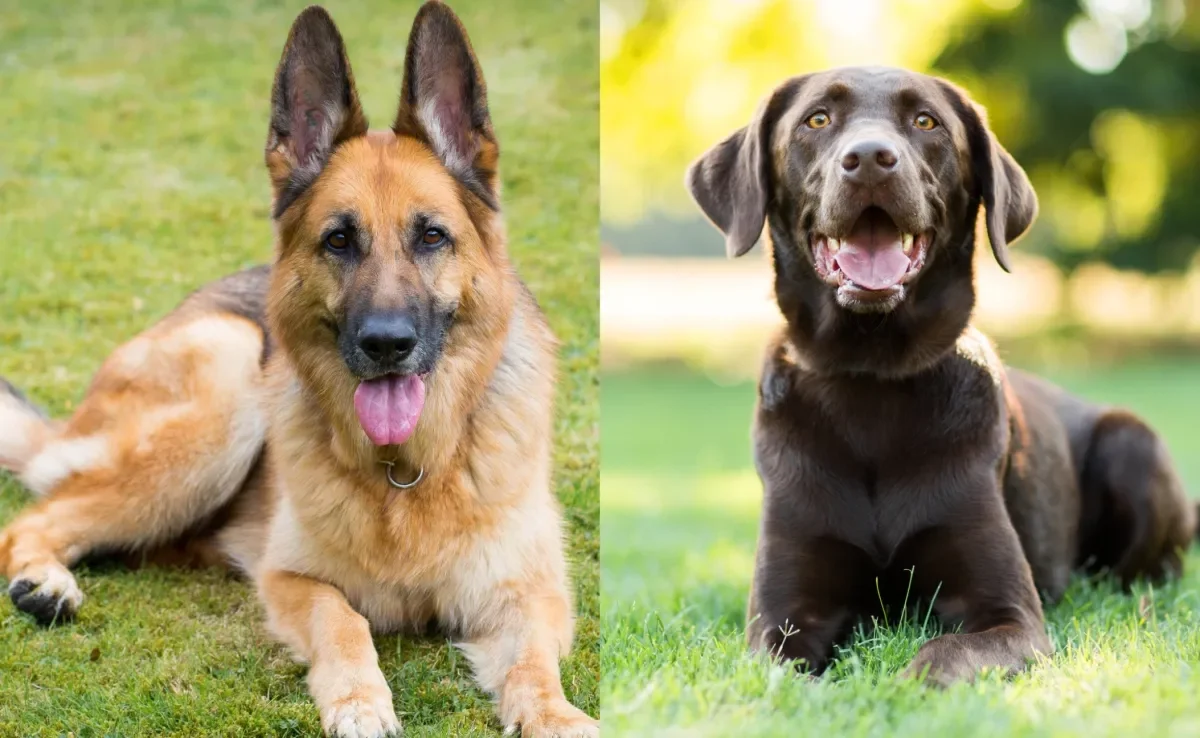 Apesar do Pastor Alemão e Labrador serem espertos, existe uma raça de cachorro inteligente que ninguém lembra de citar