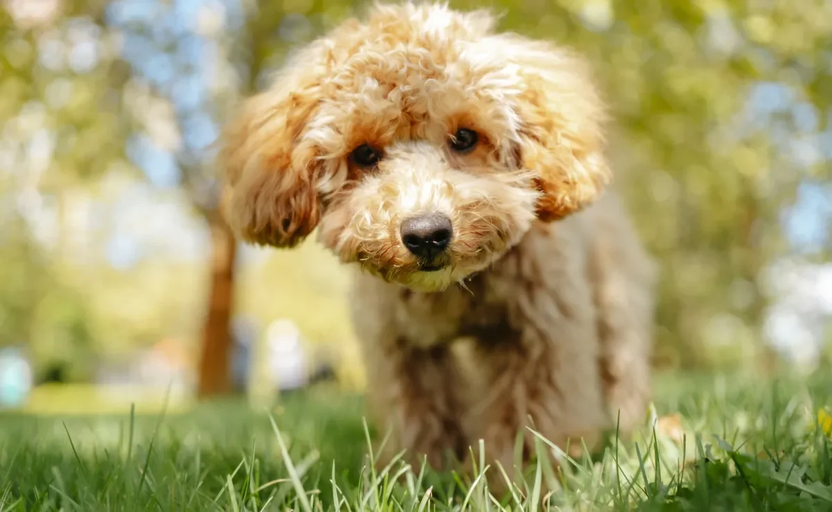 O cachorro com calor precisa de alternativas refrescantes