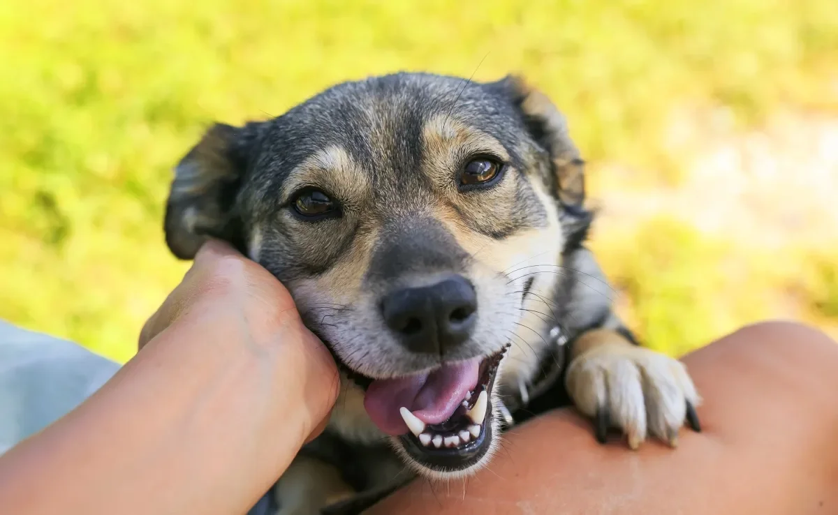 Cachorro feliz é aquele que é bem cuidado