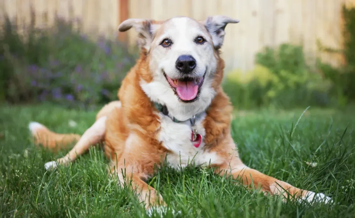 O cachorro idoso precisa ser estimulado fisicamente e mentalmente para se manter bem