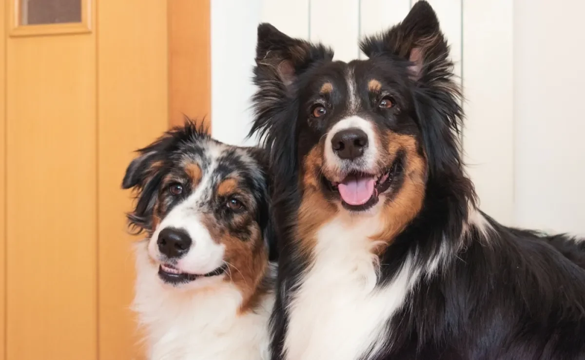 Se você tem um cachorro inteligente, ele provavelmente tem uma reação que prova isso