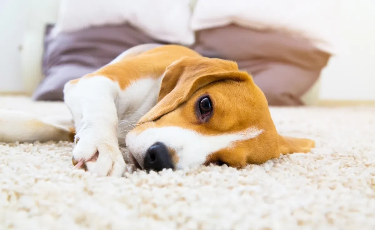 Certas doenças de cachorro são mais frequentes no verão