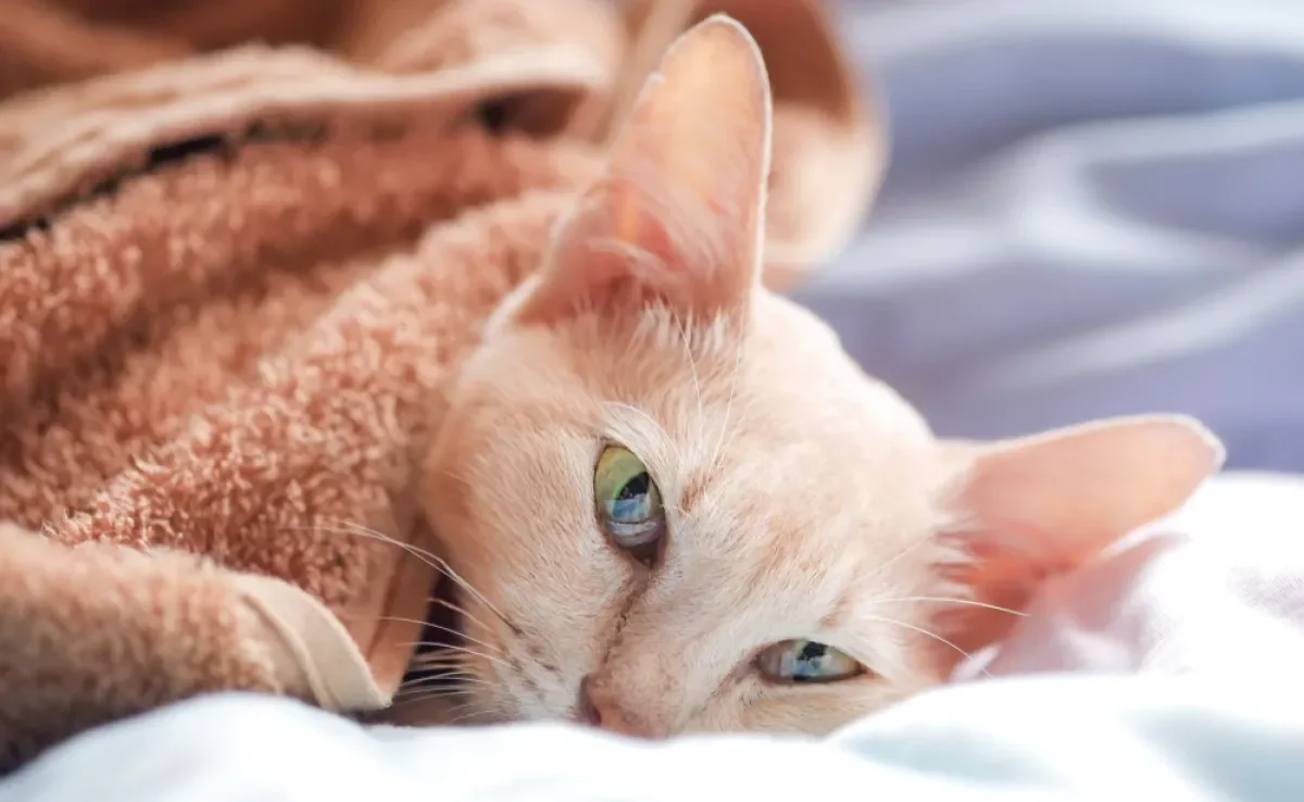 Vermes, pulgas e carrapatos são algumas doenças de gato que precisam de atenção nesta época