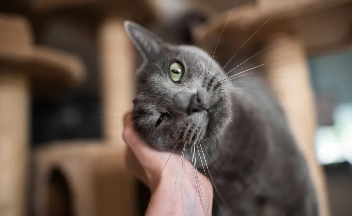 O gato carinhoso vai expressar esse sentimento através do comportamento 