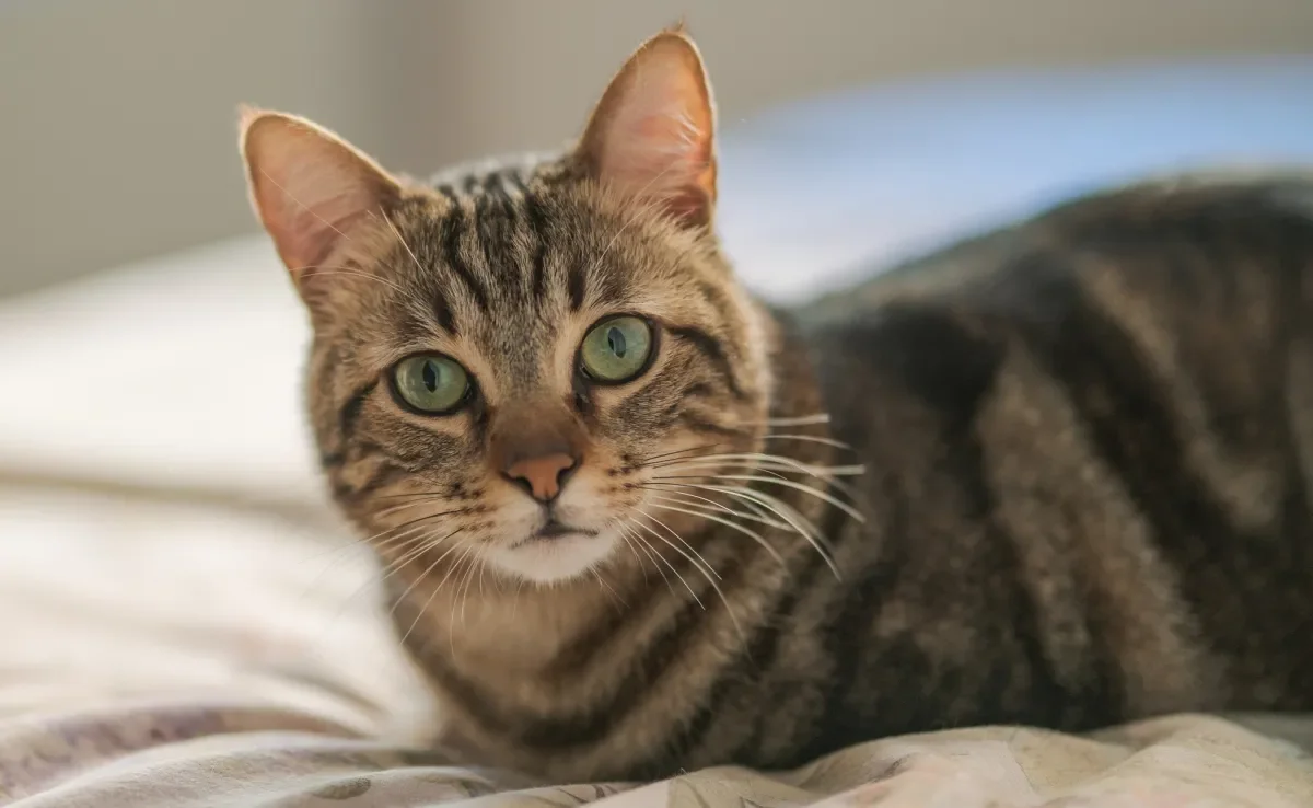 Veja algumas dicas para deixar o gato feliz o ano todo