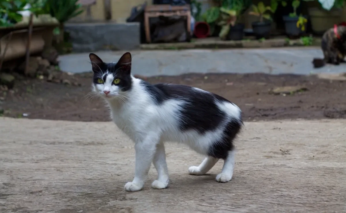 Conheça mais sobre o gato Manês, a famosa raça sem cauda!