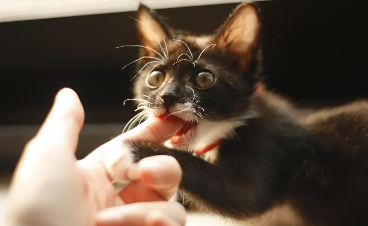 A mordida de gato pode ter diferentes significados