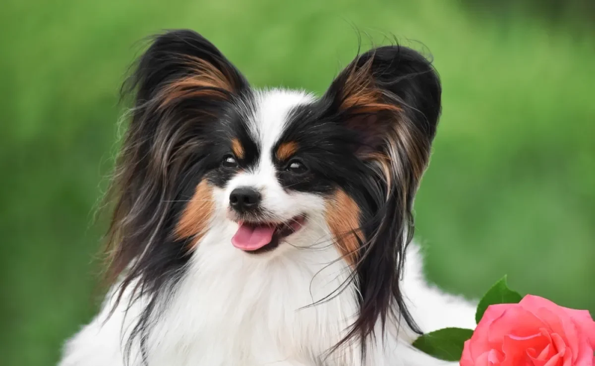 Os cães Papillon têm uma aparência fofinha e peluda