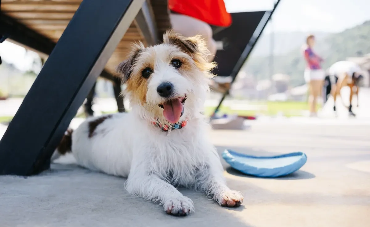 A pata de cachorro é uma região que precisa de mais atenção nos dias quentes