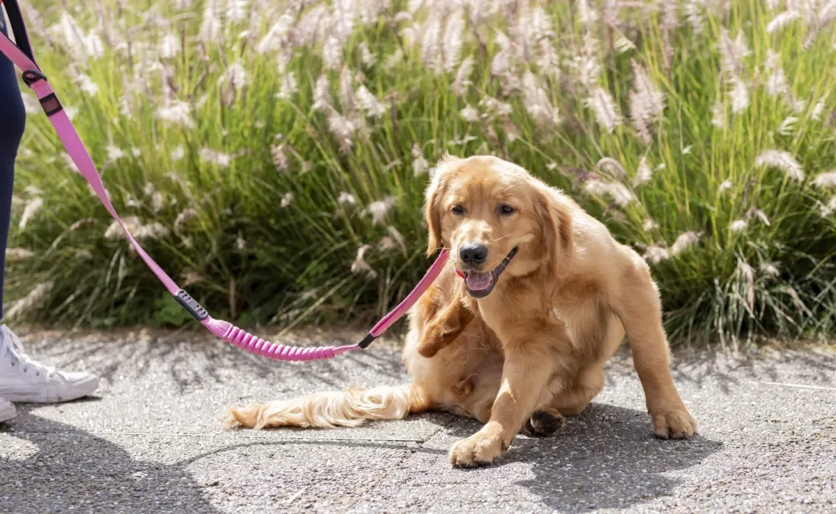 O carrapato e a pulga em cachorro afetam o bem-estar e a qualidade de vida do animal 