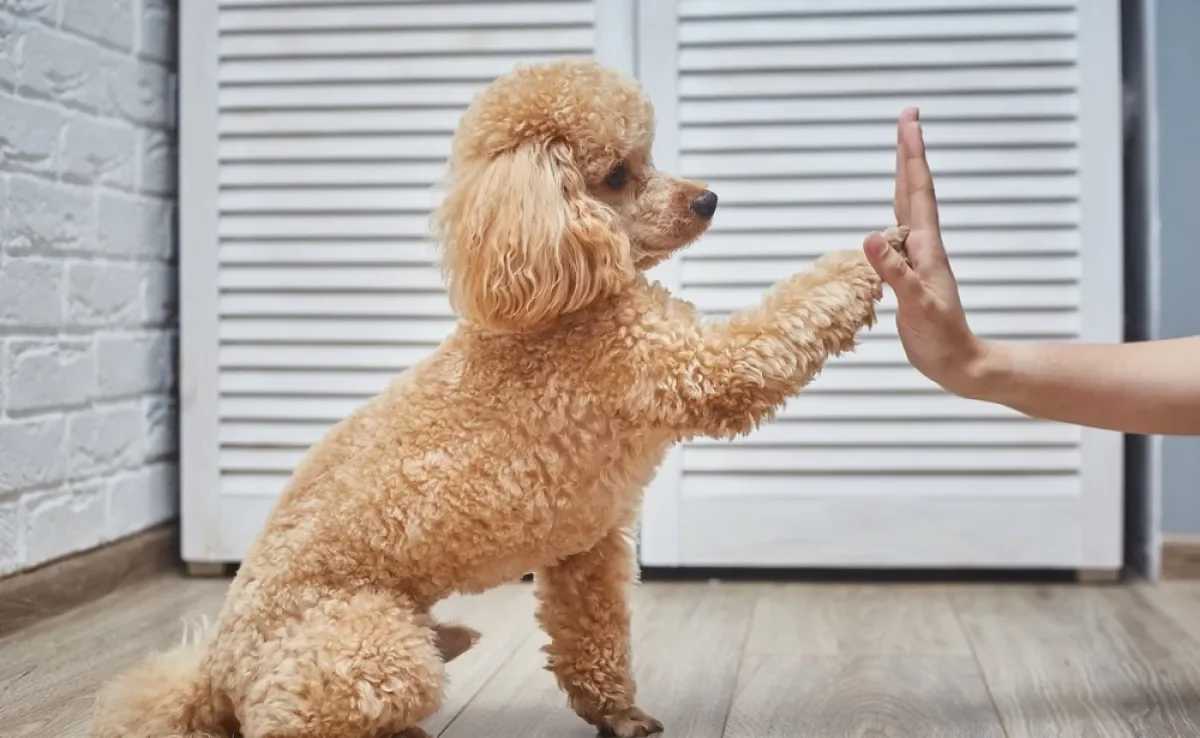 Confira quais são as raças de cachorro pequeno mais espertas e obedientes