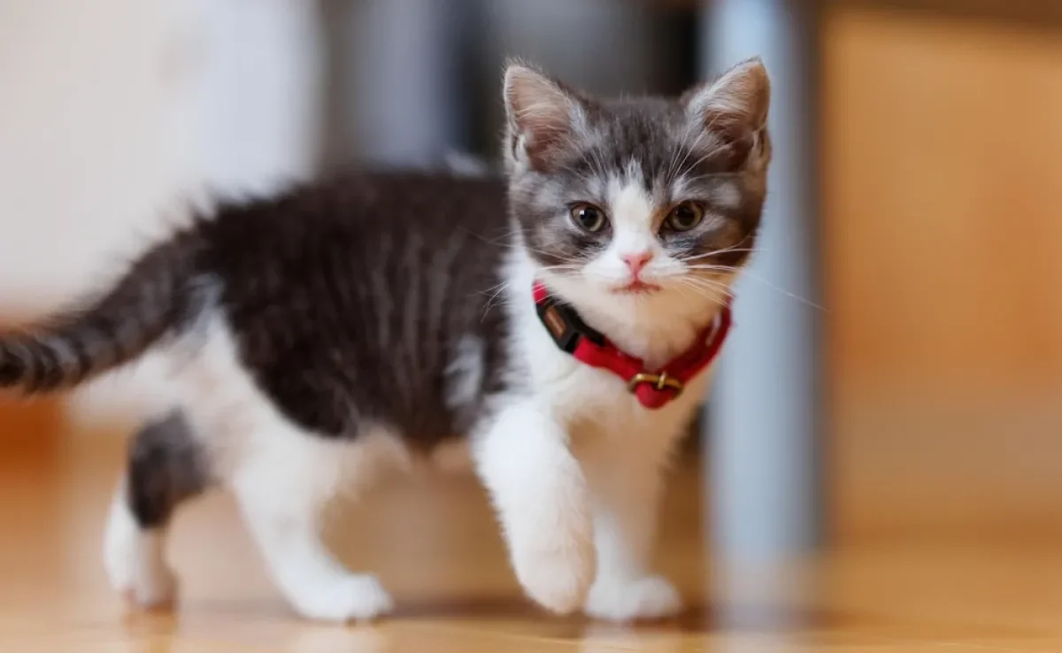 As raças de gato mais fofas vão conquistar seu coração