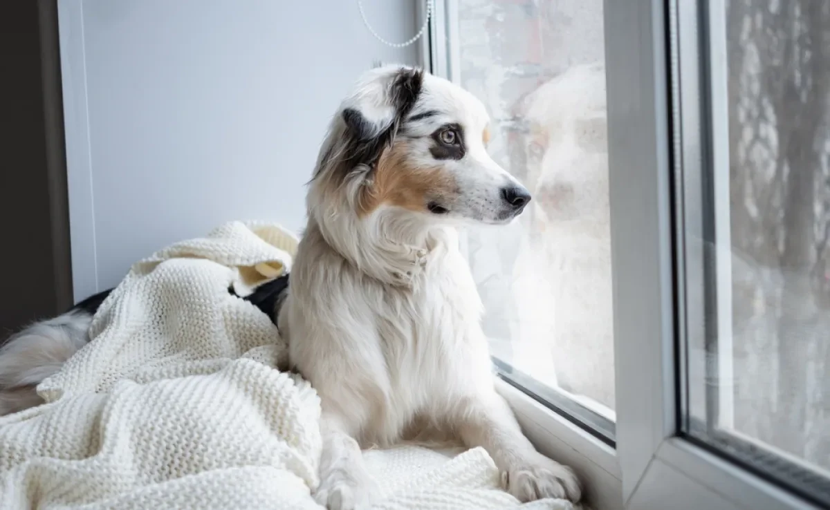 O cachorro com ansiedade de separação sofre muito na ausência do dono