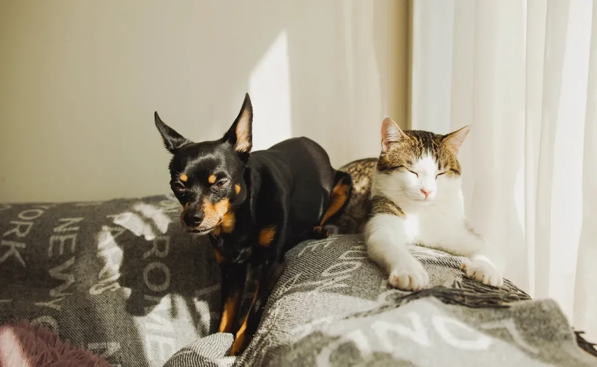 O cachorro e o gato com calor excessivo precisam de atenção