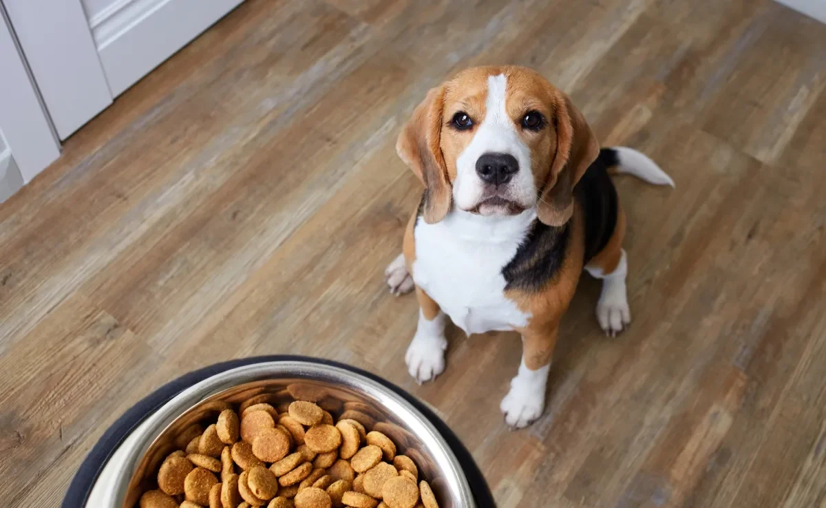 Cachorro obeso pode ser resultado de uma alimentação inadequada