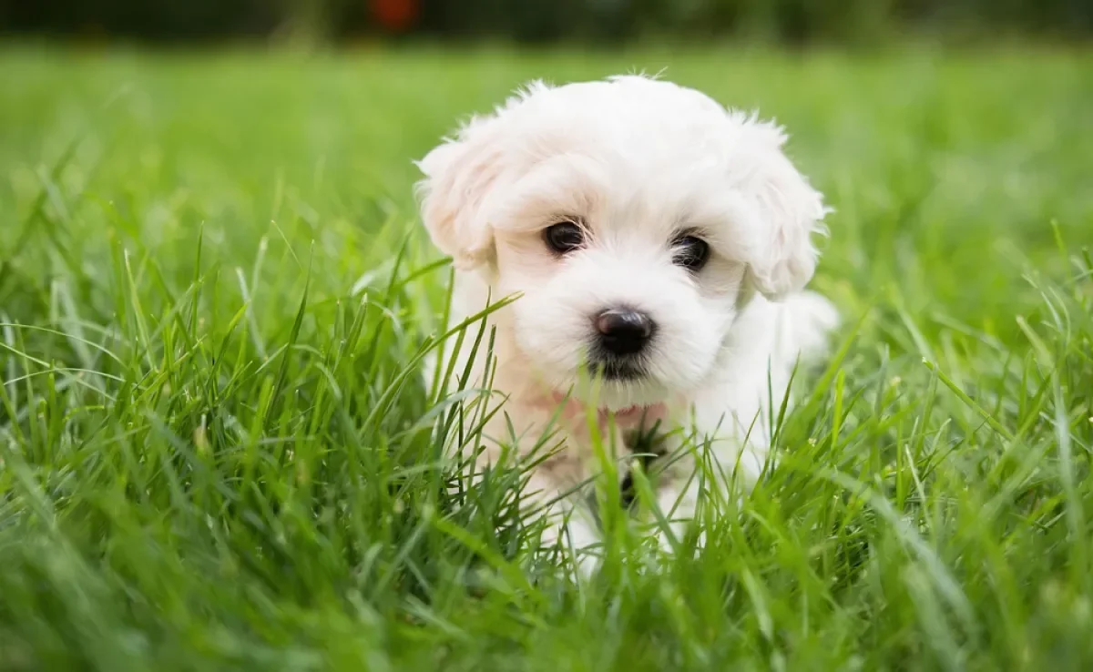 Alguns cachorros que não crescem são uma ótima companhia para muitas famílias