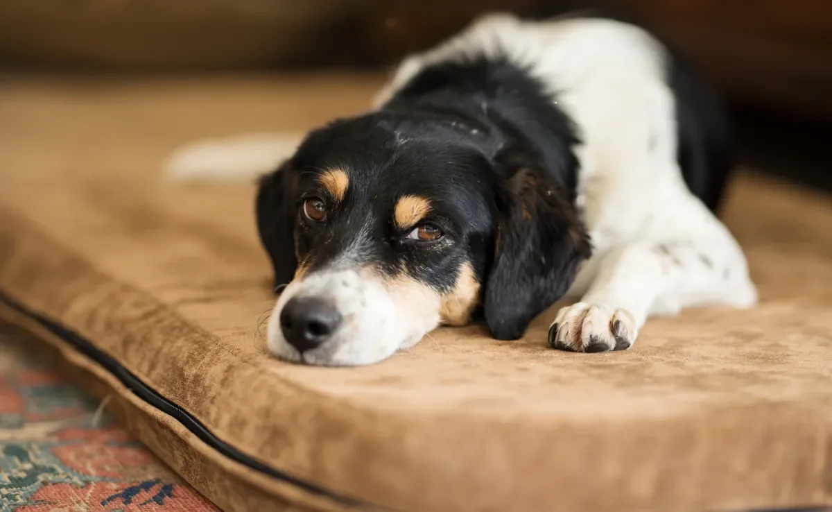 A cinomose é uma doença bastante perigosa para os cães