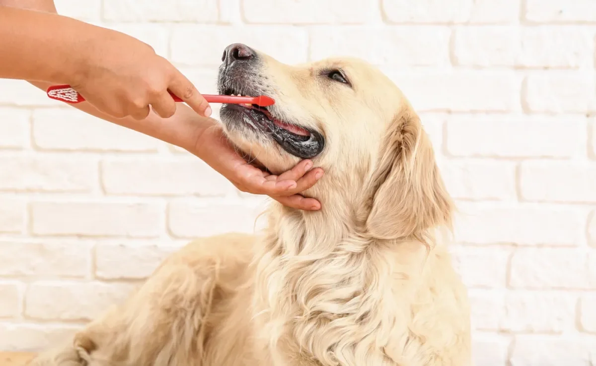 Saber como escovar dente de cachorro é importante por vários motivos