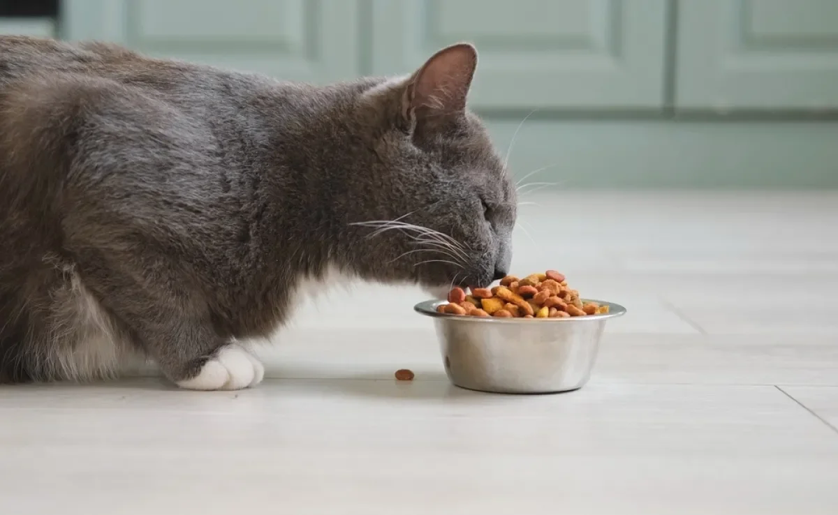 A diabetes em gatos precisa de uma atenção especial com a dieta felina