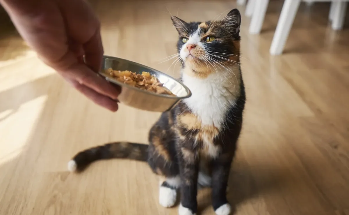 Para evitar doenças de gato perigosas, é importante manter a boa alimentação do pet