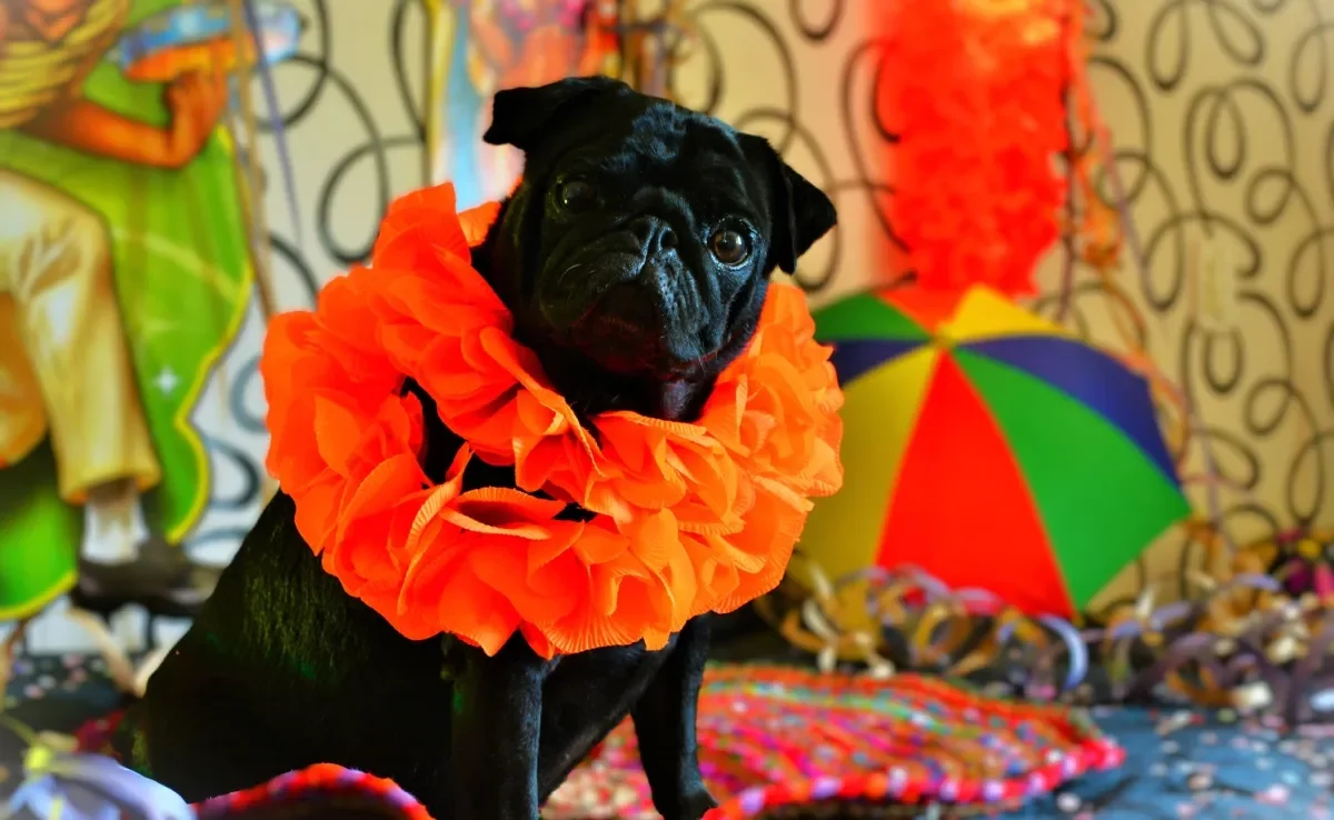 Levar seu cachorro num bloco de carnaval pode ser perigoso