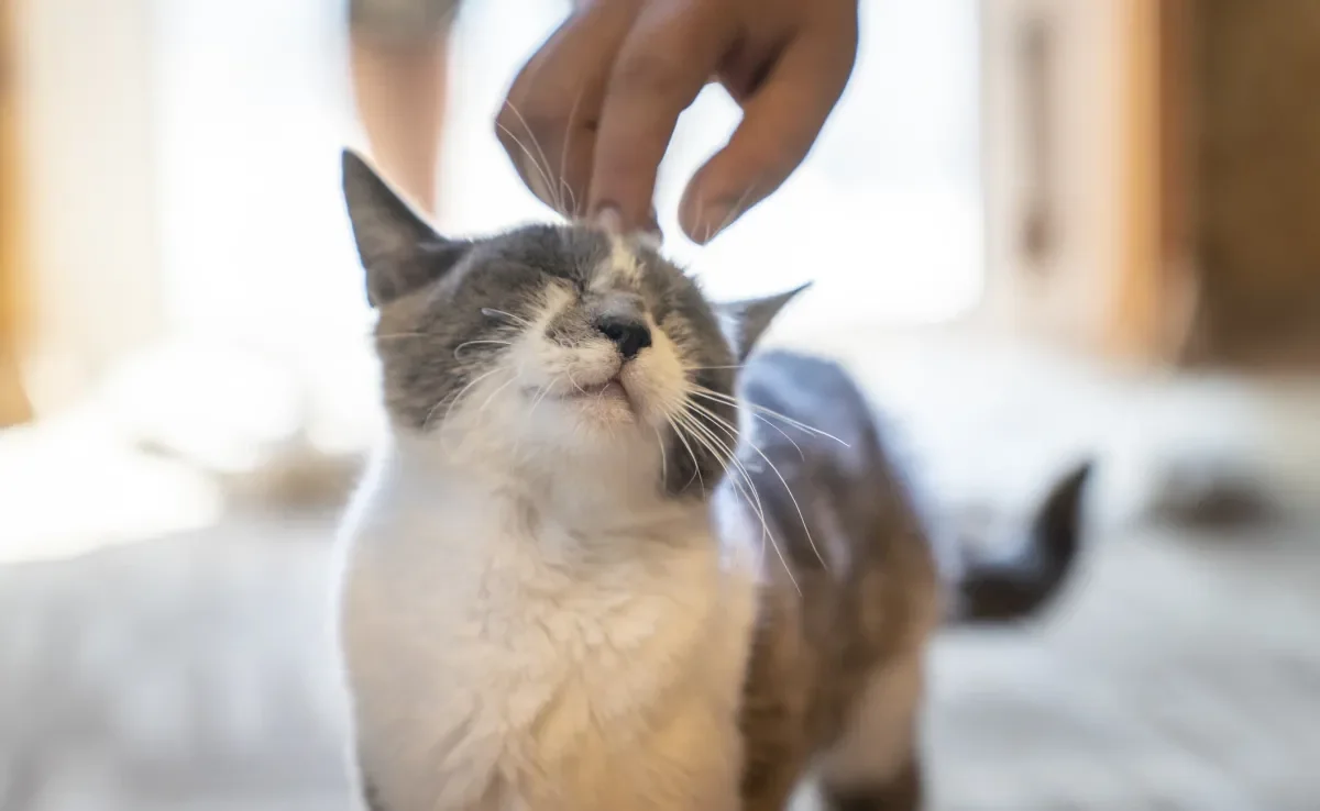 O comportamento da gata no cio é marcado por muitas mudanças