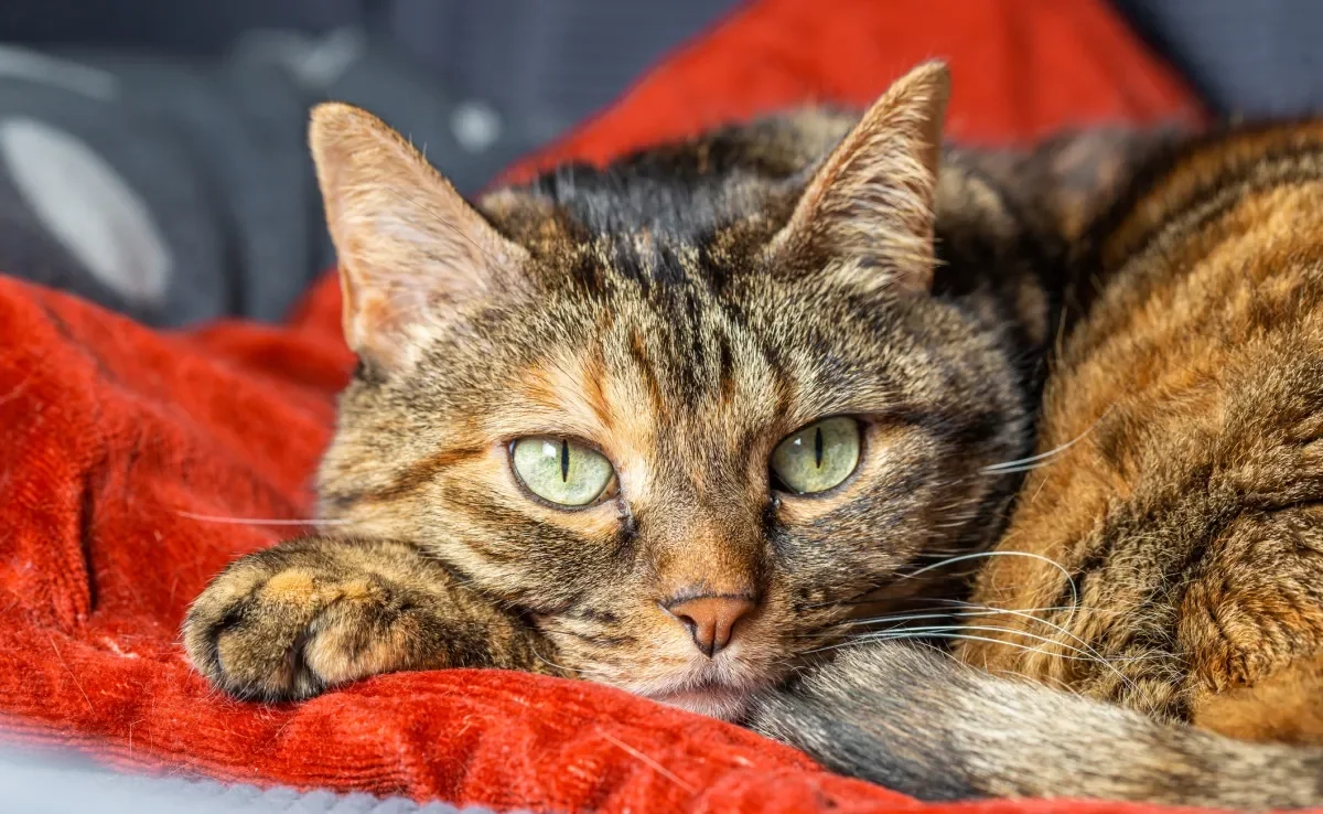 Um gato doente pode apresentar diferentes sintomas que passam despercebidos