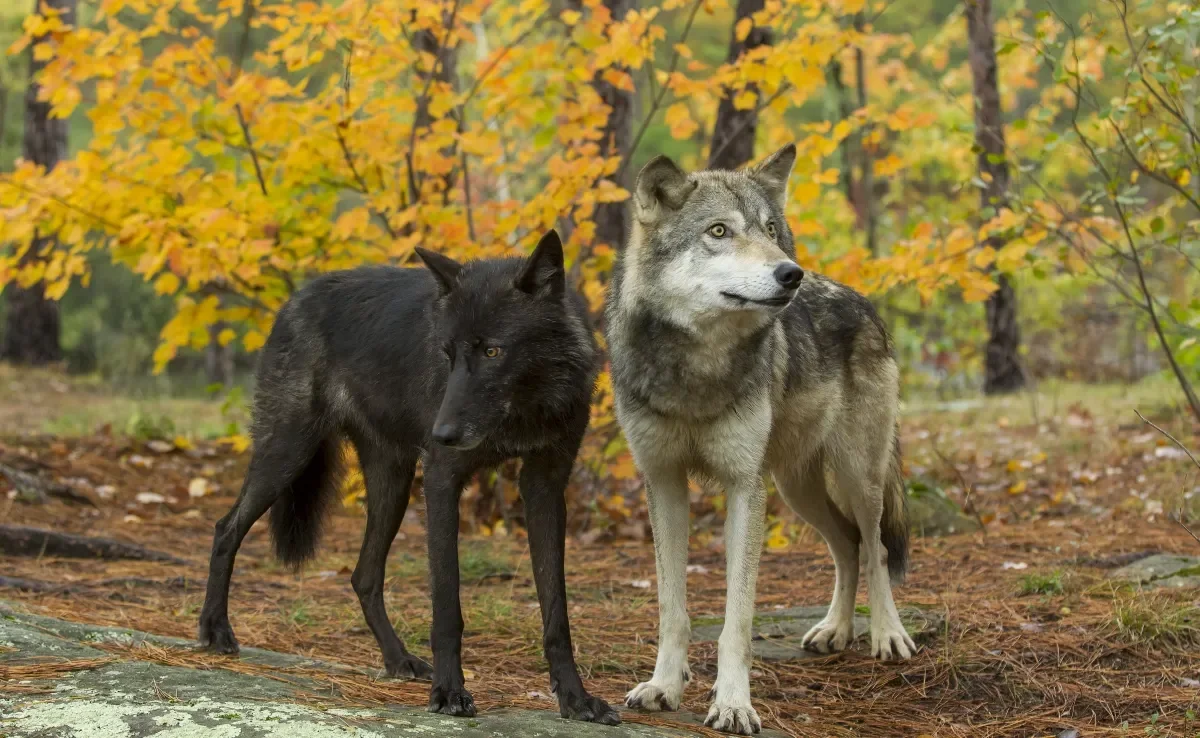 Cachorros e lobos têm uma relação muito próxima, e a auto domesticação pode ser a resposta