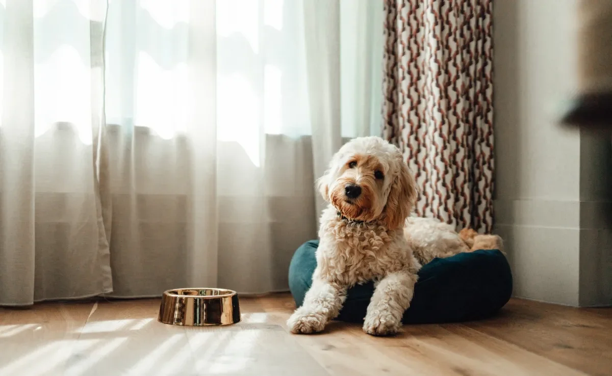 Quando o cachorro não quer comer ração, os tutores devem ligar o sinal de alerta