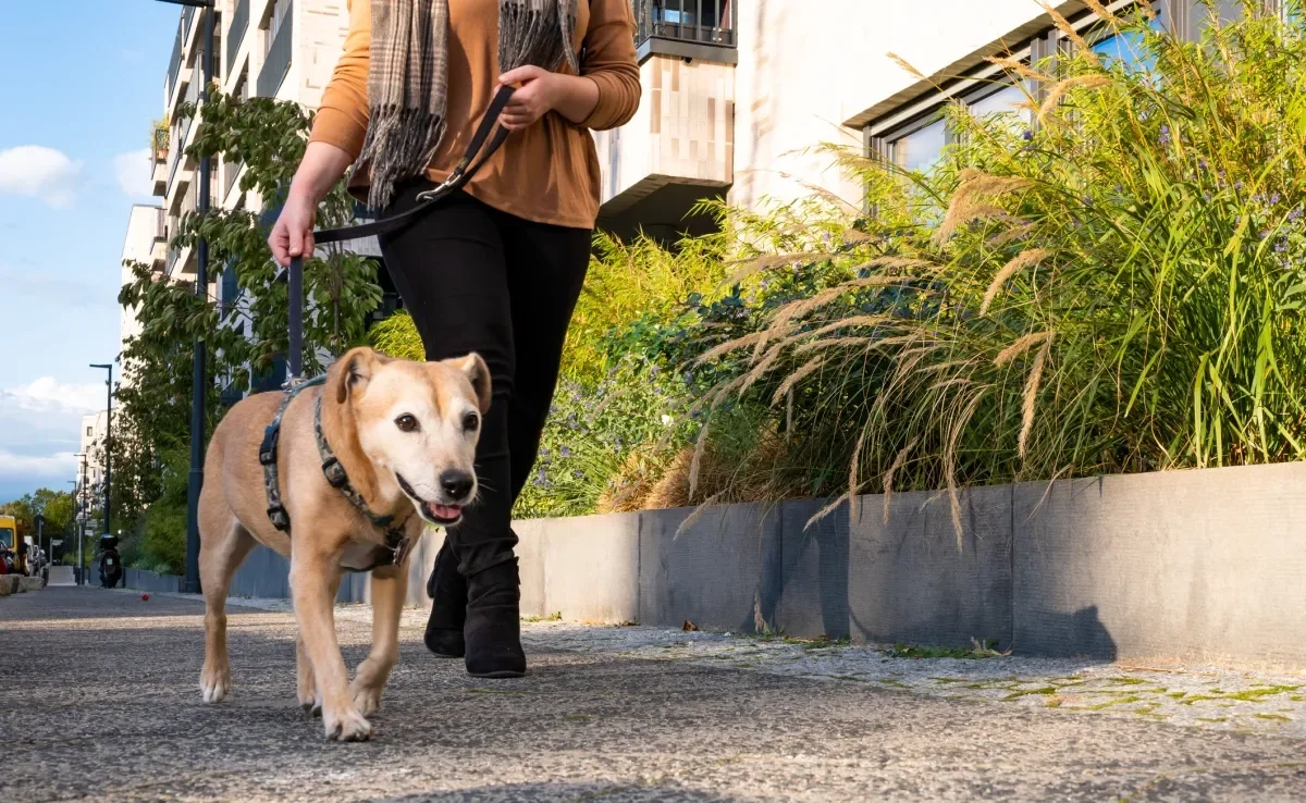 Passear com cachorro todos os dias traz uma série de benefícios aos tutores